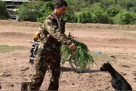 这只小羊竟用双脚行走，了解情况后大家都落泪了图片