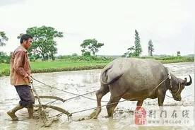 逗比宠物秀：同样都是宠物,命和命差别咋那么大呢？图片