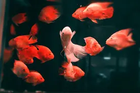 招财鹦鹉鱼混养，简直小儿科！图片