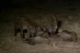 狮王突然出事，竟遭鬣狗分食吃掉，还做出如此令人唏嘘的事情！图片