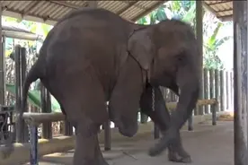 可怜小象因踩陷阱失去小腿，但是它最后的遭遇却让人欣慰图片