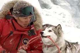 被抛弃在南极的哈士奇们，相互鼓励打气，最后结局忍不住泪奔！图片