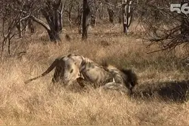 雄狮咬住入侵雄狮不放，不料突然被老婆从后面偷袭，结局太那个了图片