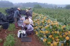 某淘宝店帮农民卖60万斤菠萝破产，令国人反思公共意识图片