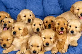 如何吸引狗的注意力？图片