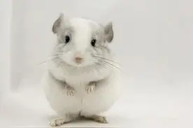 喜欢宫崎骏电影里的龙猫吗？图片