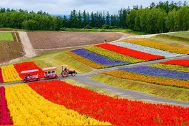 夏天，在北海道的花海里沉醉吧图片