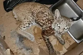 大家都警告他不要靠近那只古怪的猫，还好没听那些人的图片