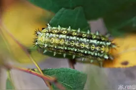 农村长大的谁没被它蜇过？那刺痒疼痛让人不堪回味啊！图片