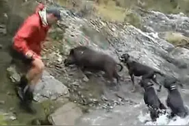 猎犬智斗围堵野猪，主人紧追用刀割喉，还背猪媳妇，哭笑不得！图片