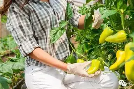 EMS入局生鲜电商，顺丰都搞不掂的事，国家队能挣到这个辛苦钱图片