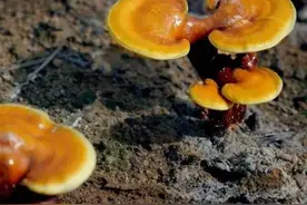 海南种植仿野生灵芝，药效能媲美野生灵芝？图片