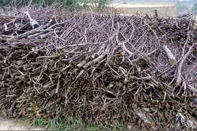 农村特色，家家户户的柴垛子。图片