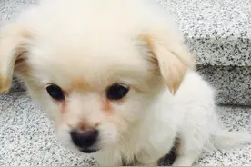 把小流浪狗带回家后，发现狗妈妈一直在寻找它，我陷入两难之中！图片