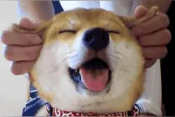 养条鳄鱼做宠物是什么体验？图片