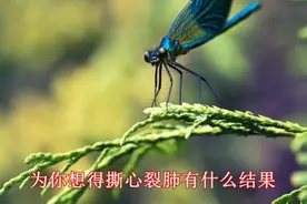 凤凰传奇-全是爱 为你想的撕心裂肺又有什么结果