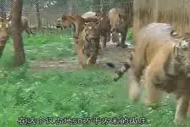 桂林雄森熊虎山庄是个不错的旅游区视频封面