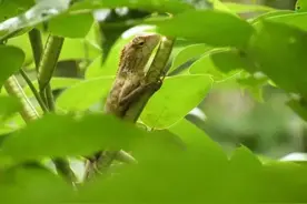 爬行动物体色快速变化的奥秘图片