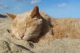20岁癌症老猫遭抛弃，好心人抱它回家给它最后快乐时光图片