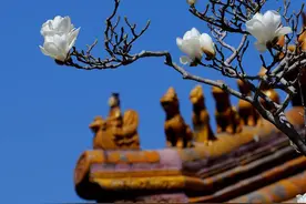 韩愈说“草色”绝胜“皇都烟柳”大概因他没见过这（原创）图片