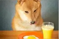 给狗狗吃鸡蛋您觉得可以吗？图片