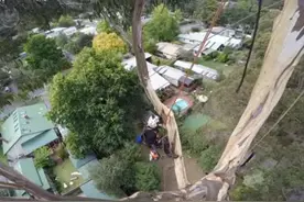 男子沿绳攀爬40米高巨树，没想到爬到树顶下一秒竟开始做这事！图片