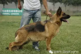 德牧怀孕妊娠母犬的注意饮食图片