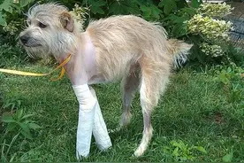 狗狗意外失踪，3个星期后死里逃生的它，竟然靠骨节爬回家！图片