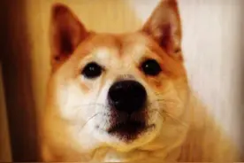 当柴犬戴上了哆啦A梦的铃铛，好萌好萌啊！图片