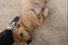 怀孕母狗得知，主人要把它卖给收狗的后，它竟做出让人震惊的抉择图片