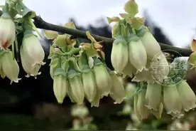 我在寿宁那片蓝莓花海等你，你在哪里？图片