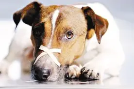 狗狗发生意外受伤时的应急措施，请狗主们多多留心！图片