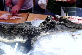 夜市烧烤摊竟卖鳄鱼肉！为看身首异处的鳄鱼，市民围观挤爆！图片