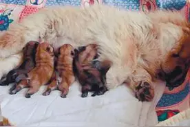 幼犬最基本的照顾，它的存活只看你有没有这样做！图片