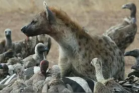 鬣狗啃食斑马，秃鹫使出这招，鬣狗只能灰溜溜逃走，真是丢狗脸！图片