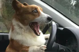 专治各种远光灯狗，夜间行车新利器！图片