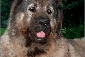 世界上最猛的犬---坎高，中亚高加索阿拉斯加都是浮云图片