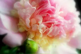 5月赏花，唯有牡丹真国色图片