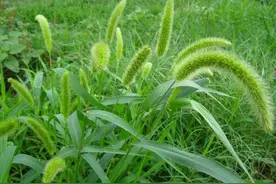 狗尾巴草，80后90后的记忆，多少年没见过了！图片