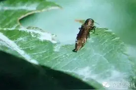 危害苹果树害虫全图谱与防治大全图片