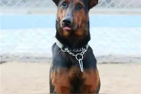 中国特色的巨型杜宾犬---苏联红图片