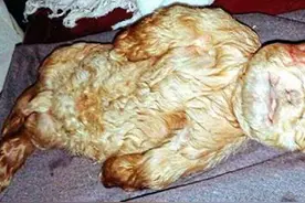 马来西亚发现似羊似人生物 非常离奇！多人出高价抢购图片