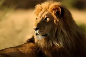 纳尼，草原之王居然也做“捡漏”这种事？！图片