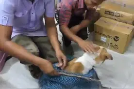 狗狗头部肿得像个猪头竟然是因为这个东西！图片