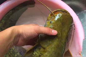 钓上这是什么鬼，都说埃及塘鲺不能吃，要扔掉图片