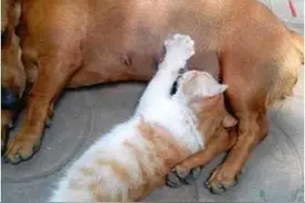 宠物们的搞笑时刻，看到第五张你会肚子痛图片