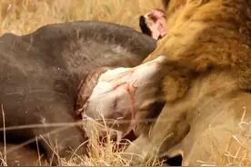 三头雄狮吃牛，开膛破肚，肠胃里食物都出来了，吃相看着吓人！图片