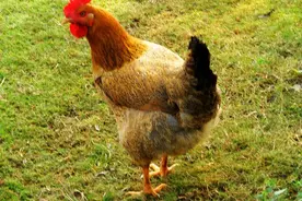 母鸡产黑蛋？！网友和专家的说法都亮了！图片