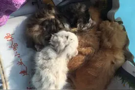 流浪猫妈叼走三只小猫，遗弃一只，得知它被遗弃的原因后心碎了！图片