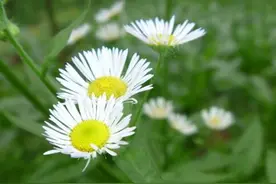 野菊花泡水喝的功效图片